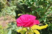 واحد مبله دوخواب در طبقه همکف ویلا در چاف و چمخاله
