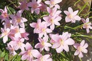واحد دوخواب در طبقه اول ویلا در اسالم