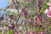 آپارتمان تکخواب مبله در نطنز