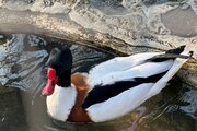 کلبه سوئیسی دوبلکس مبله سه خواب در ماسال