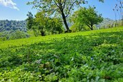 ویلا تکخواب مانیسا در ماسال