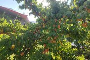 باغ ویلا دو خواب مبله در الیگودرز