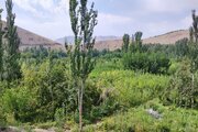 آپارتمان مبله دوخواب ماهور 1 در سامان