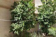 آپارتمان تکخواب نیکا در اصفهان
