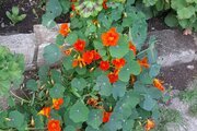 واحد تکخواب در طبقه دوم ویلای تالش