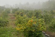 کلبه سوئیسی دوخواب رها در سوادکوه