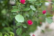 واحد طبقه اول ویلا در فومن