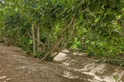 سوئیت سنتی باغ انجیر در ورامین