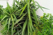 واحد دوخواب طبقه اول ساحلی گوزل پآپآ در اسالم در