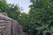 ویلا باغ تکخواب آقاجون در ورامین