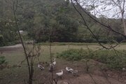 سوئیت ویلا مبله دنج در ماسال