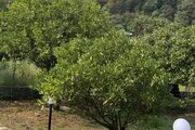 کلبه سوئیسی دوبلکس الی در هچیرود