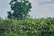 باغ ویلا ساحلی دو خواب در تالش