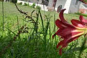 ویلا مبله دو خواب جنگلی فردین در ماسال