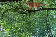 خانه جنگلی هلی تی تی در لفور