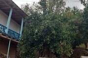 ویلا دوبلکس تک خواب سرای عشق در شیرگاه