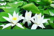 خانه ویلایی جاده دریا در ساری