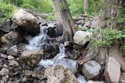 واحد تکخواب در طبقه همکف ویلای سواد کوه