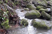 کلبه جنگلی یک خوابه بیژن در کتالم و سادات شهر