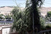 آپارتمان مبله تکخواب دروازه قرآن در شیراز