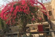 اتاق 2 تخت پایین در اقامتگاه بوم گردی در یزد