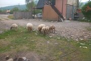 کلبه سوئیسی دوبلکس مبله تکخواب باران در