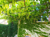 آپارتمان مبله سه خواب پاکباز در سی سخت