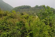 ویلا جنگلی دو خواب شمشاد در اربه کله