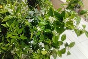 ویلا تکخواب مبله در بابل
