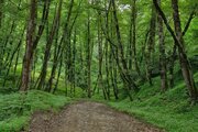 باغ ویلا تک خواب مبله در رودبار
