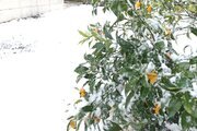 ویلا تکخواب آراد در کوچصفهان