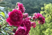 واحد دوخواب طبقه اول در گردنه حیران آستارا