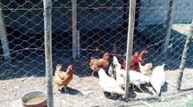 اتاق در اقامتگاه بومگردی در گیلان