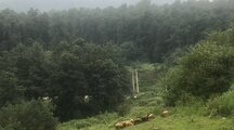 واحد خانه نقی در طبقه دوم ویلا جنگلی در شیرگاه
