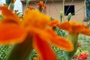 واحد تکخواب در طبقه ی دوم اقامتگاه بومگردی تنکابن