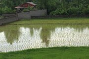 واحد دو خواب در طبقه اول گل شمعدونی در رشت