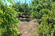 کلبه سوئیسی دوبلکس جکوزی دار مبله دوخواب در رشت