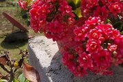 واحد در طبقه همکف ویلای مروارید محمودآباد