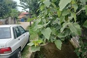 ویلا دو خواب ساحلی در اسالم