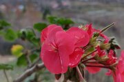 ویلا سنتی دو طبقه محرمان در شفت