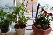 ویلا استخردار مبله دوخواب گلها در چهارباغ