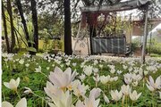 ویلا خاطره1 دوخوابه در ماسال