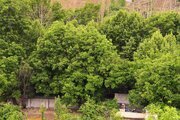 آپارتمان مبله دوخواب جکوزی دار جنگلی السای در طرقبه