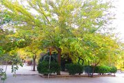 سوئیت مبله دو نفره 2 در هتل باغ کرمان