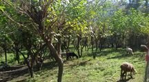 منزل جنگلی روستایی در سوادکوه