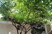 واحد در طبقه اول ویلا آقایی پره سر