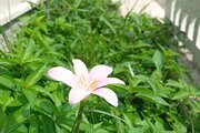 کلبه سوئیسی دوبلکس سه خواب شبهای سفید در رشت