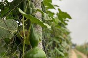 سوئیت ویلا سنتی در گرگان