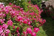 خانه ویلایی دو خواب مبله در سمیرم