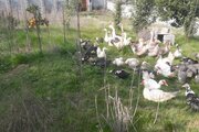 سوئیت ویلا 30 متری در ارطه